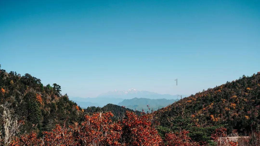 动物帮帮忙保卫家园